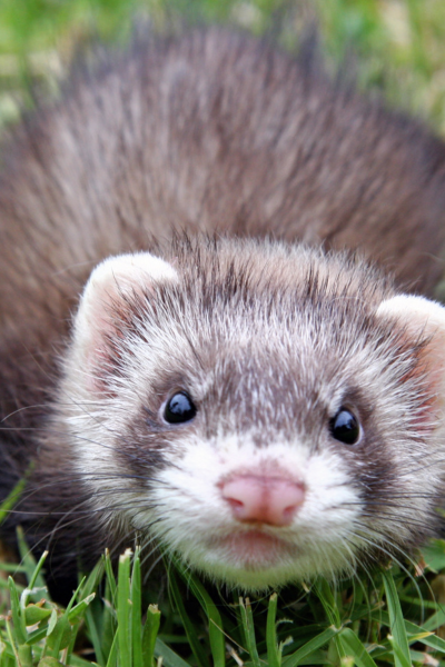 Dératisation Furet