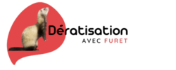 deratisation-avec-furet