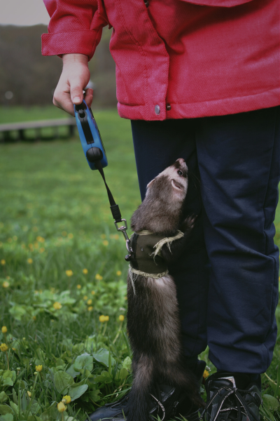 deratisation-avec-furet