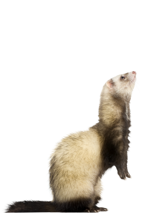 furet